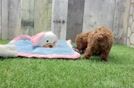 Little Poodle Baby
