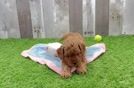 Cavapoo Puppy for Adoption