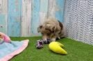 Cute Husky Poodle Poodle Mix Puppy