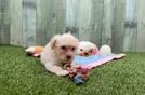 Petite Maltipoo Poodle Mix Pup