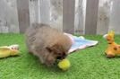 Little Pomeranian Baby