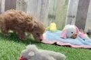 Adorable Malt Oodle Poodle Mix Puppy
