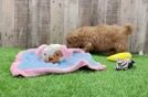 Meet Francisco - our Cavapoo Puppy Video
