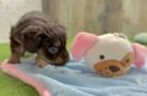 Cute Cavapoo Baby