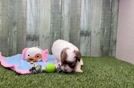 Shih Poo Pup Being Cute