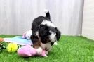 Friendly Mini Bernedoodle Baby