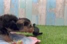 Yorkie Poo Puppy for Adoption
