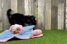 Best Mini Bernedoodle Baby