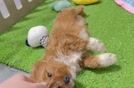 Fluffy Cavapoo Poodle Mix Pup