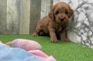Meet Harlem - our Mini Goldendoodle Puppy Video