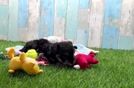 Meet Eric - our Yorkie Poo Puppy Video