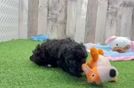Small Poodle Baby