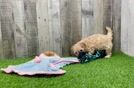 Petite Maltipoo Poodle Mix Pup