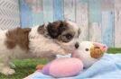 Little Cavalier Bichon Designer Puppy