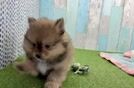 Small Pomeranian Purebred Pup