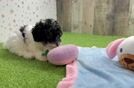 Best Poodle Baby