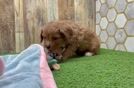 Best Cavapoo Baby