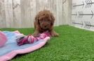 Happy Pooodle Purebred Puppy
