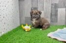 Petite Mini Aussiedoodle Poodle Mix Pup