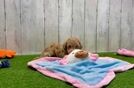 Best Maltipoo Baby