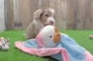 Mini Aussiedoodle Pup Being Cute