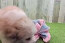 Best Aussiechon Baby