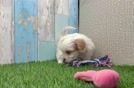 Shih Poo Puppy for Adoption