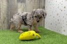 Funny Poodle Baby