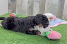 Hypoallergenic Mini Bernese Poodle Poodle Mix Puppy