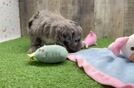 Mini Sheepadoodle Puppy for Adoption