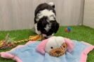 Energetic Bernese Doodle Poodle Mix Puppy