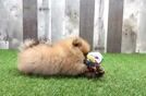 Meet Bento - our Pomeranian Puppy Video