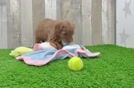 Mini Goldendoodle Puppy for Adoption