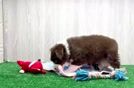 Energetic Mini Australian Shepherd Purebred Puppy
