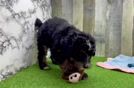 Mini Bernedoodle Pup Being Cute