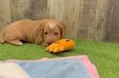 Mini Goldendoodle Pup Being Cute