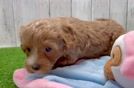 Cavapoo Puppy for Adoption