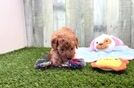 Hypoallergenic Cavadoodle Poodle Mix Puppy