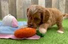 Best Cavapoo Baby