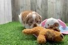 Shih Poo Pup Being Cute