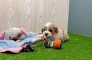 Energetic Malt a Poo Poodle Mix Puppy