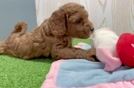 Mini Goldendoodle Pup Being Cute