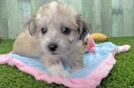 Meet Wagner - our Aussiechon Puppy Video