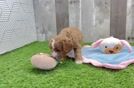 Cavapoo Pup Being Cute