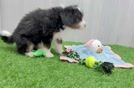 Smart Mini Bernedoodle Poodle Mix Pup