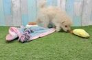 Mini Pomskydoodle Pup Being Cute
