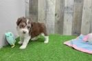 Mini Aussiedoodle Pup Being Cute