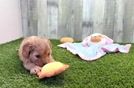 Cavapoo Puppy for Adoption