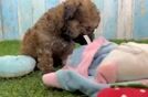 Meet Davie - our Poochon Puppy Video