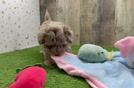 Adorable Havadoodle Poodle Mix Puppy
